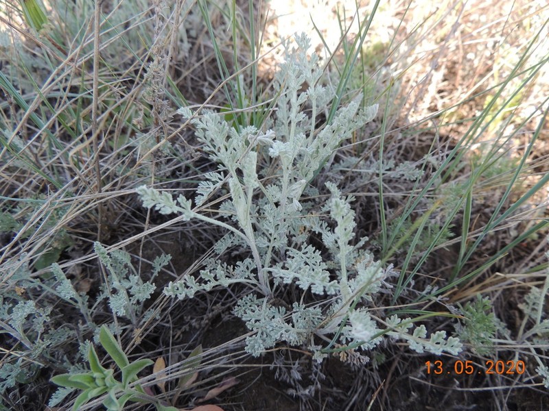 Artemisia nitrosa photo 5