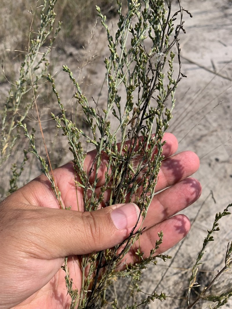 Artemisia nitrosa photo 6