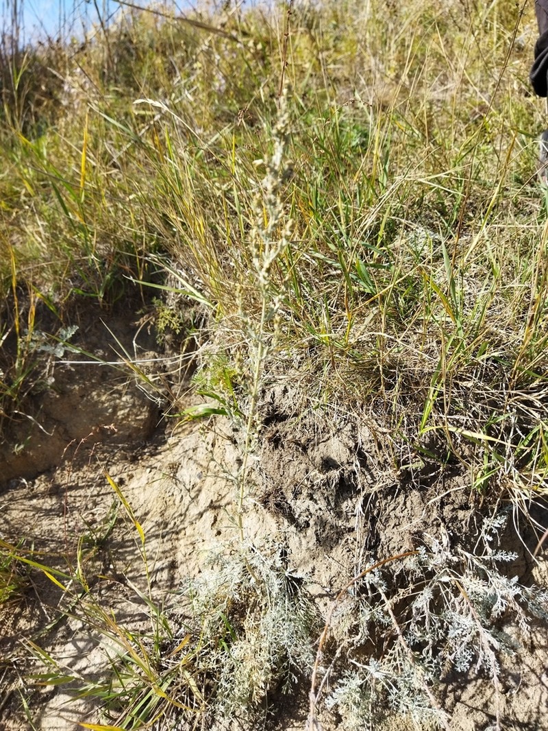 Artemisia nitrosa photo 7