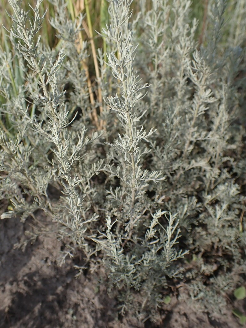 Artemisia nitrosa photo 8
