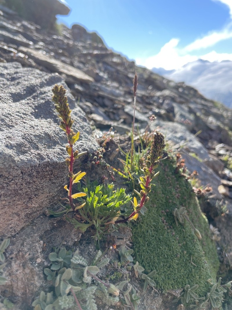 Artemisia nivalis