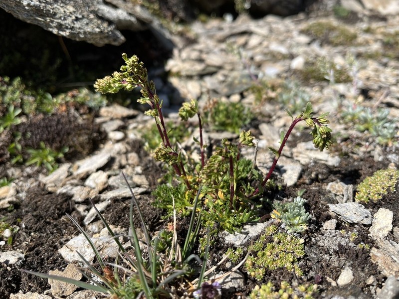 Artemisia nivalis photo 2