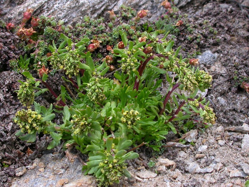 Artemisia nivalis photo 3