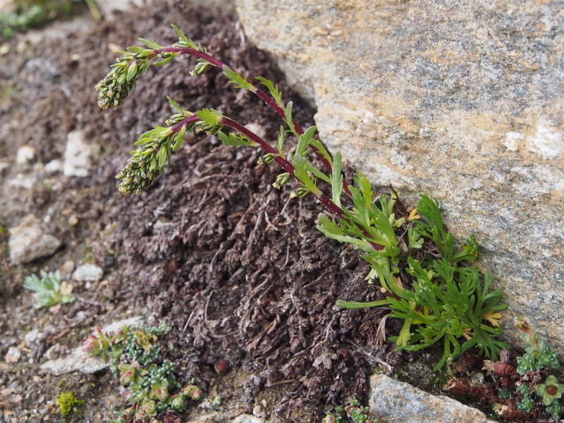 Artemisia nivalis photo 5