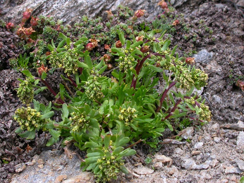Artemisia nivalis photo 6