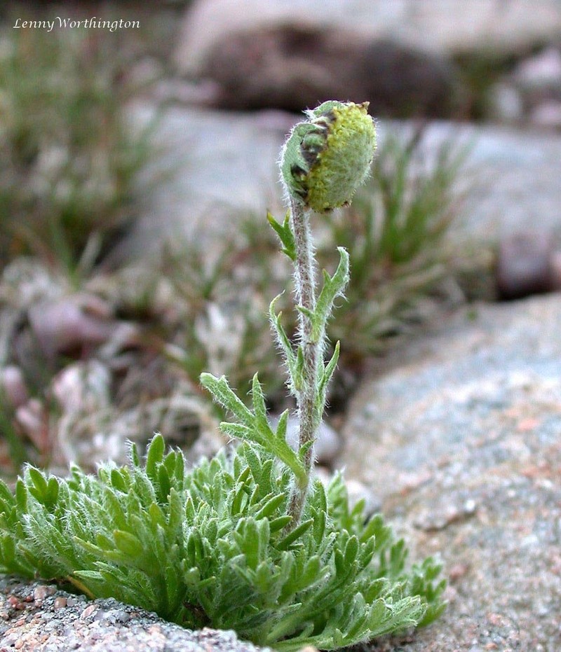 Artemisia norvegica photo 2