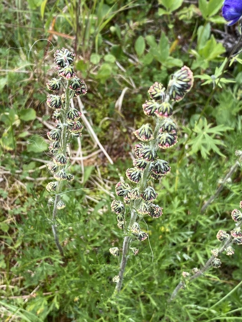 Artemisia norvegica photo 3