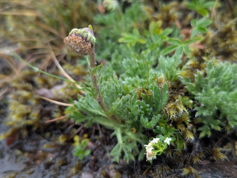 Artemisia norvegica photo 4