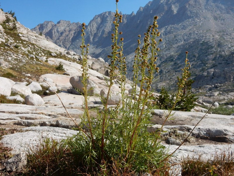 Artemisia norvegica photo 5