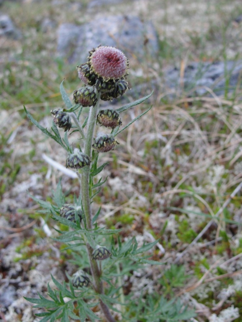 Artemisia norvegica photo 6