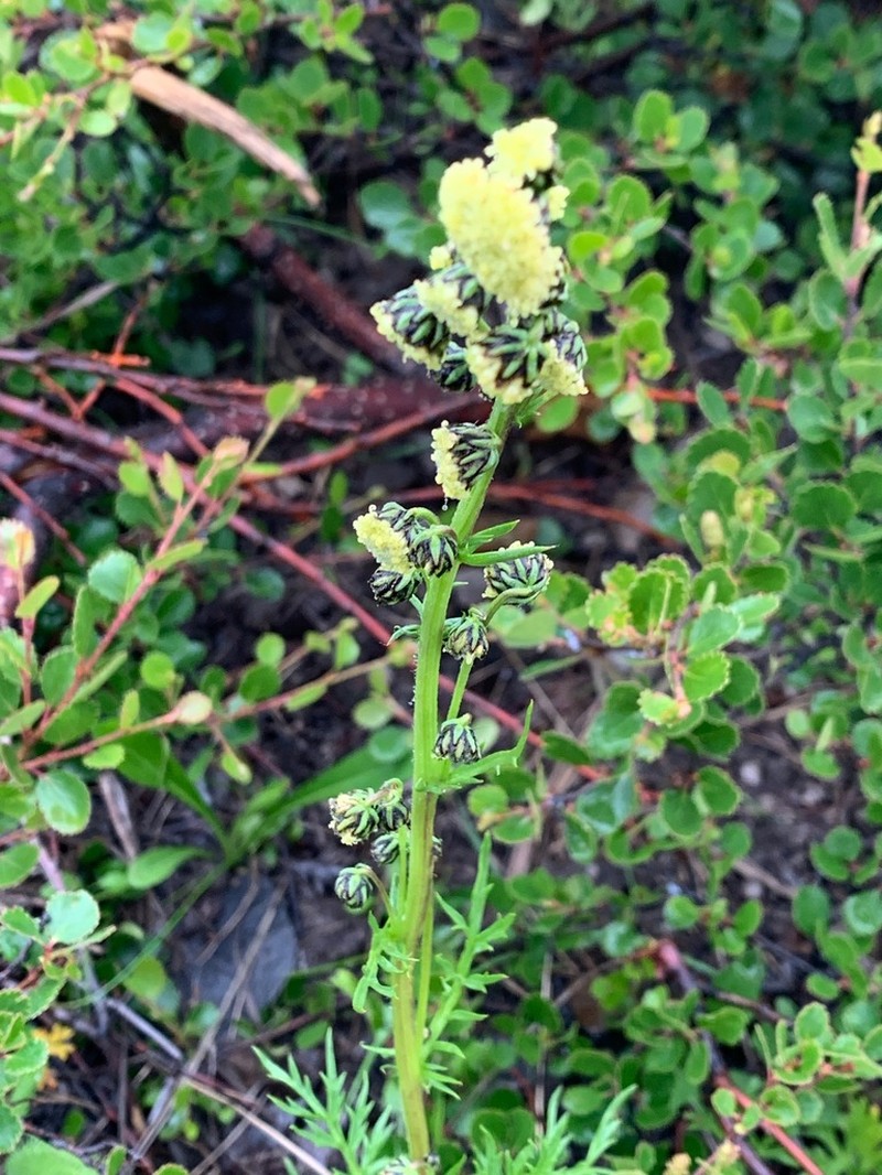 Artemisia norvegica photo 7