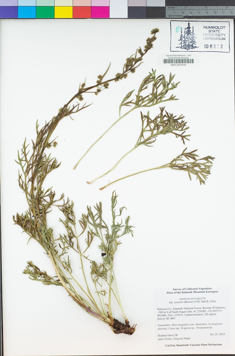 Boreal Sagebrush photo 4