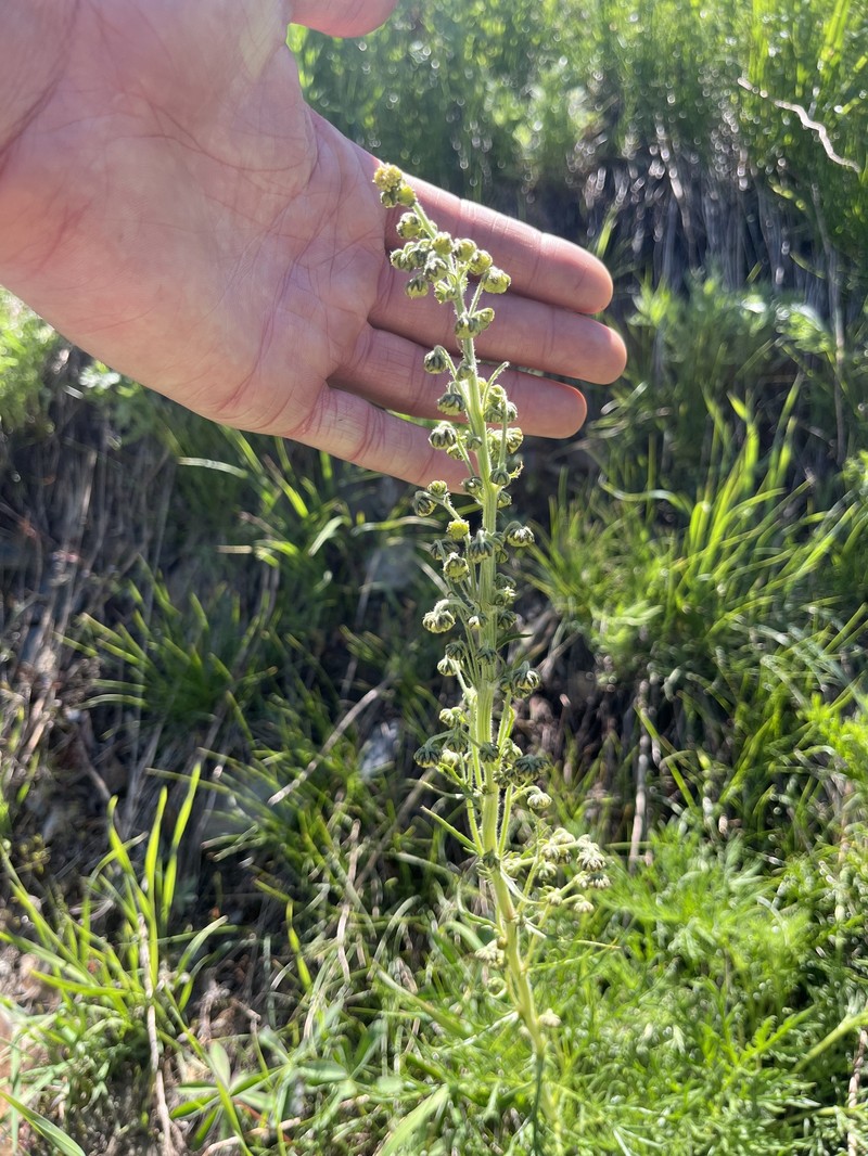 Boreal Sagebrush