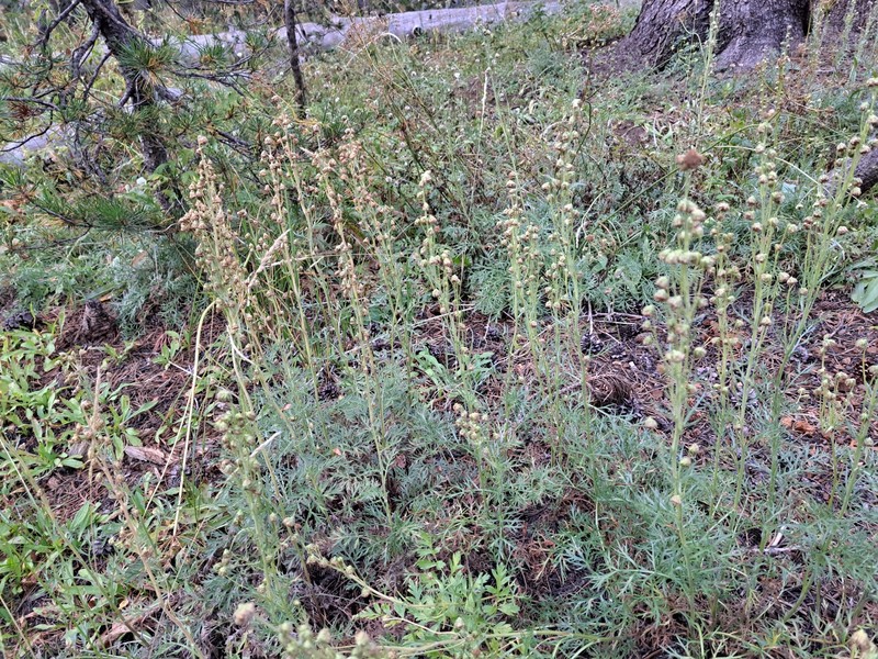 Boreal Sagebrush photo 3