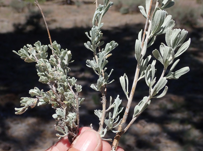 Black Sagebrush photo 2