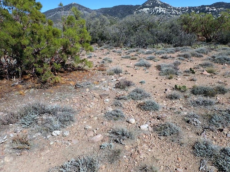 Black Sagebrush photo 3