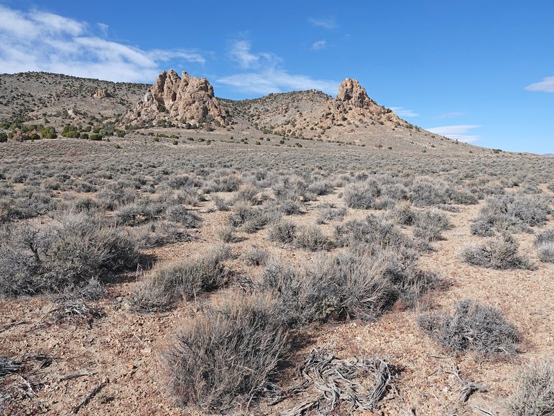 Black Sagebrush photo 4