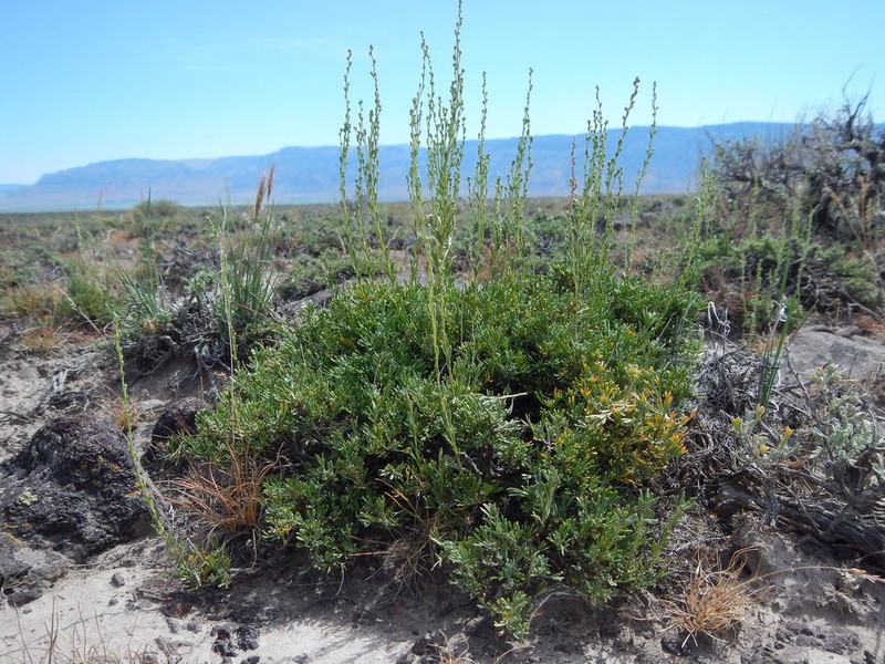 Black Sagebrush photo 5