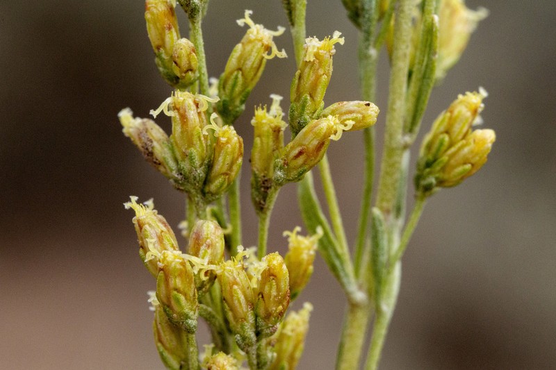 Black Sagebrush photo 6