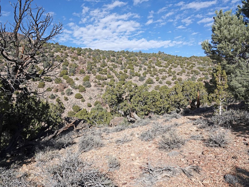 Black Sagebrush photo 7