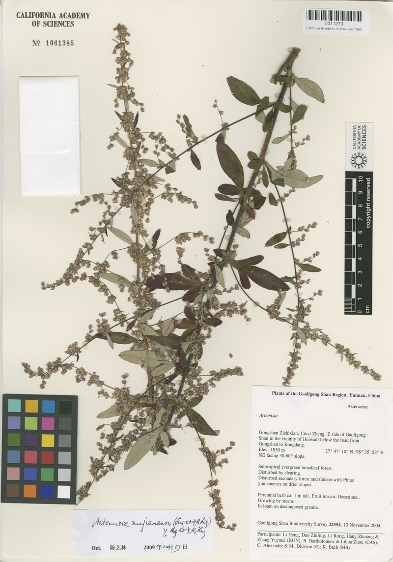 Artemisia nujianensis