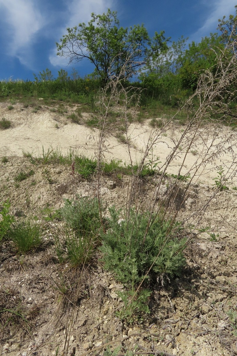 Artemisia nutans