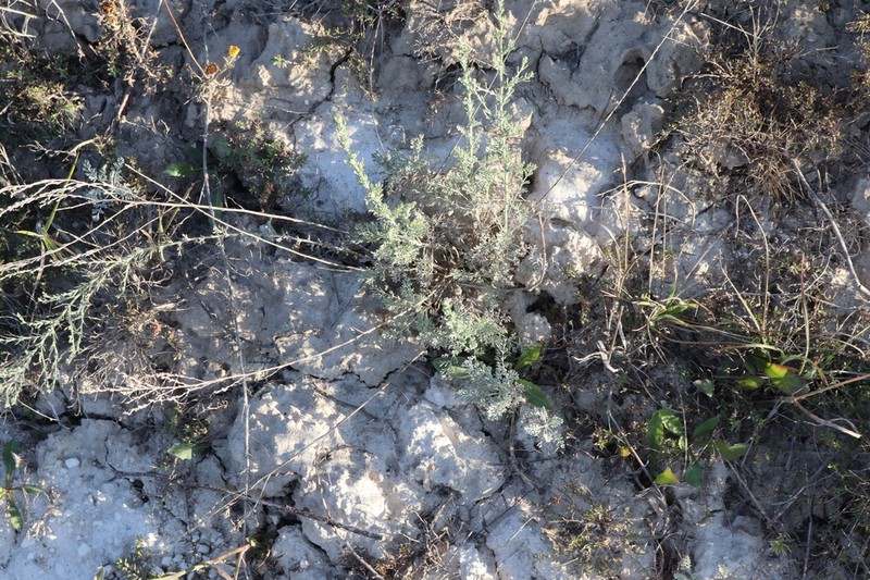 Artemisia nutans photo 2