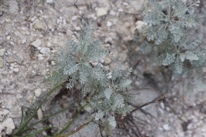 Artemisia nutans photo 3