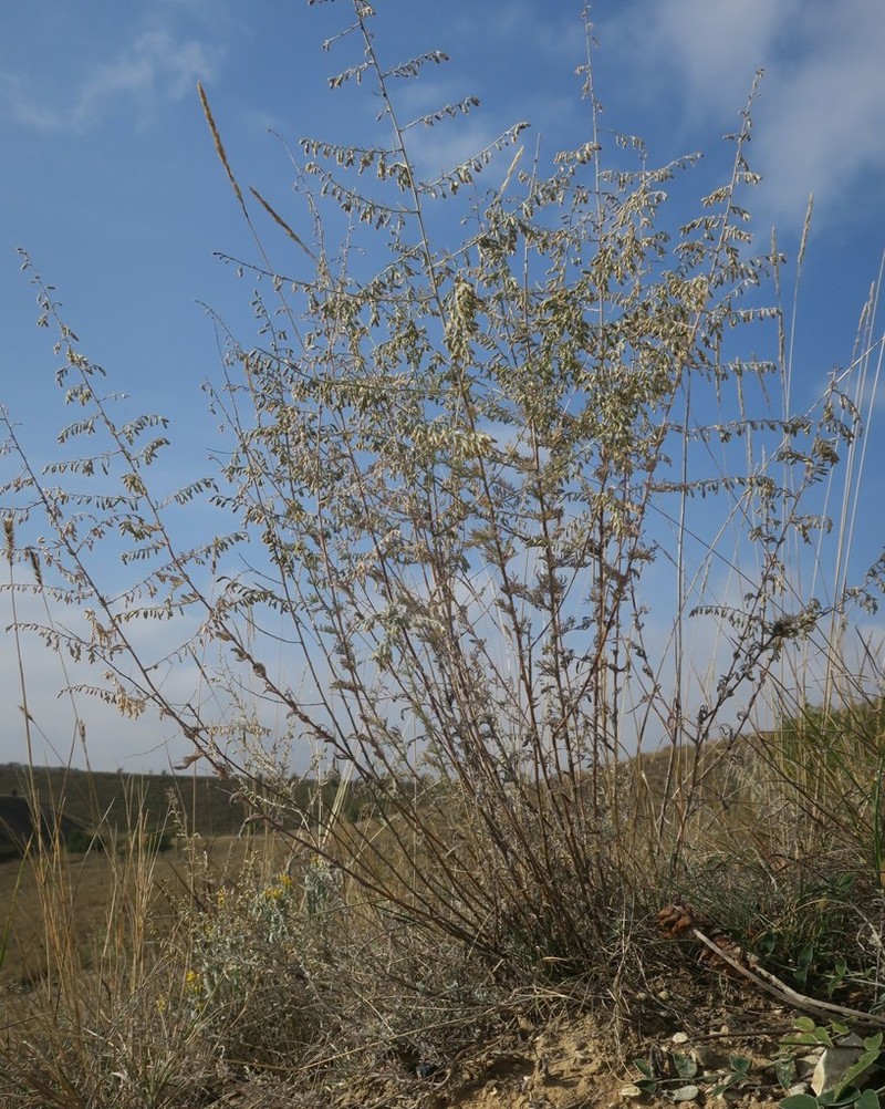 Artemisia nutans photo 4