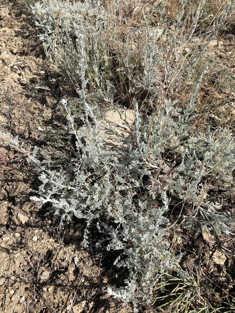 Artemisia nutans photo 5