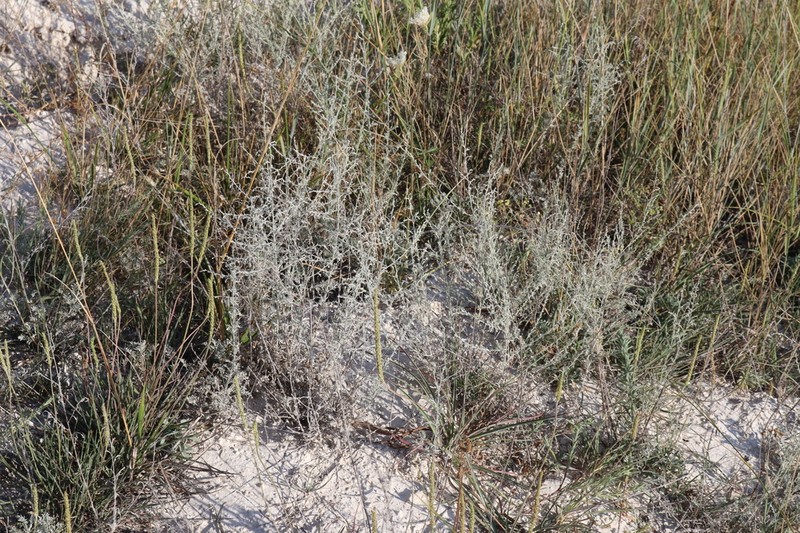 Artemisia nutans photo 6