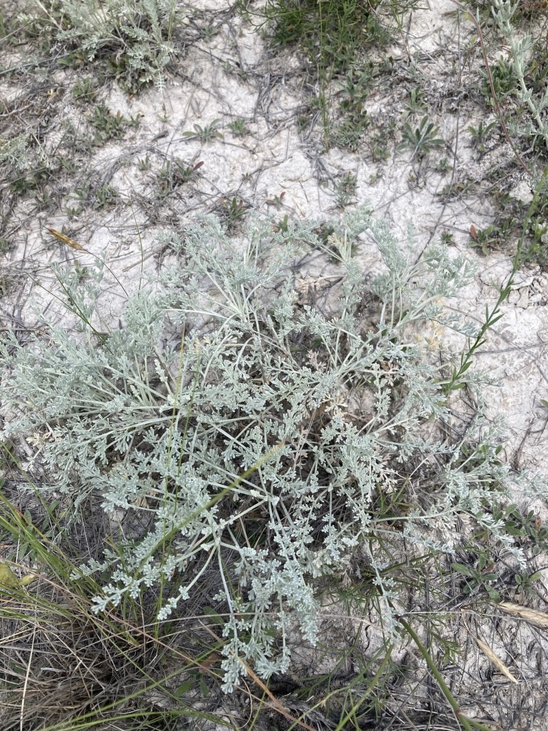 Artemisia nutans photo 7