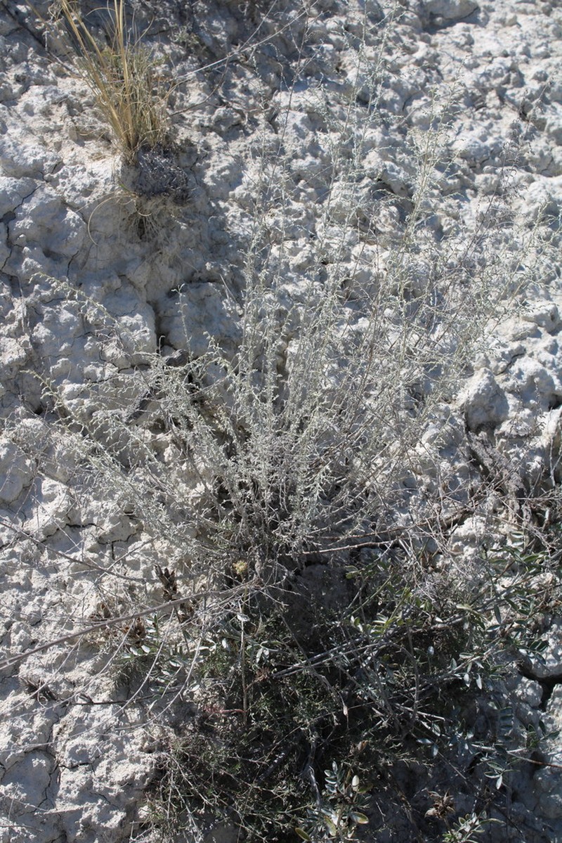 Artemisia nutans photo 8