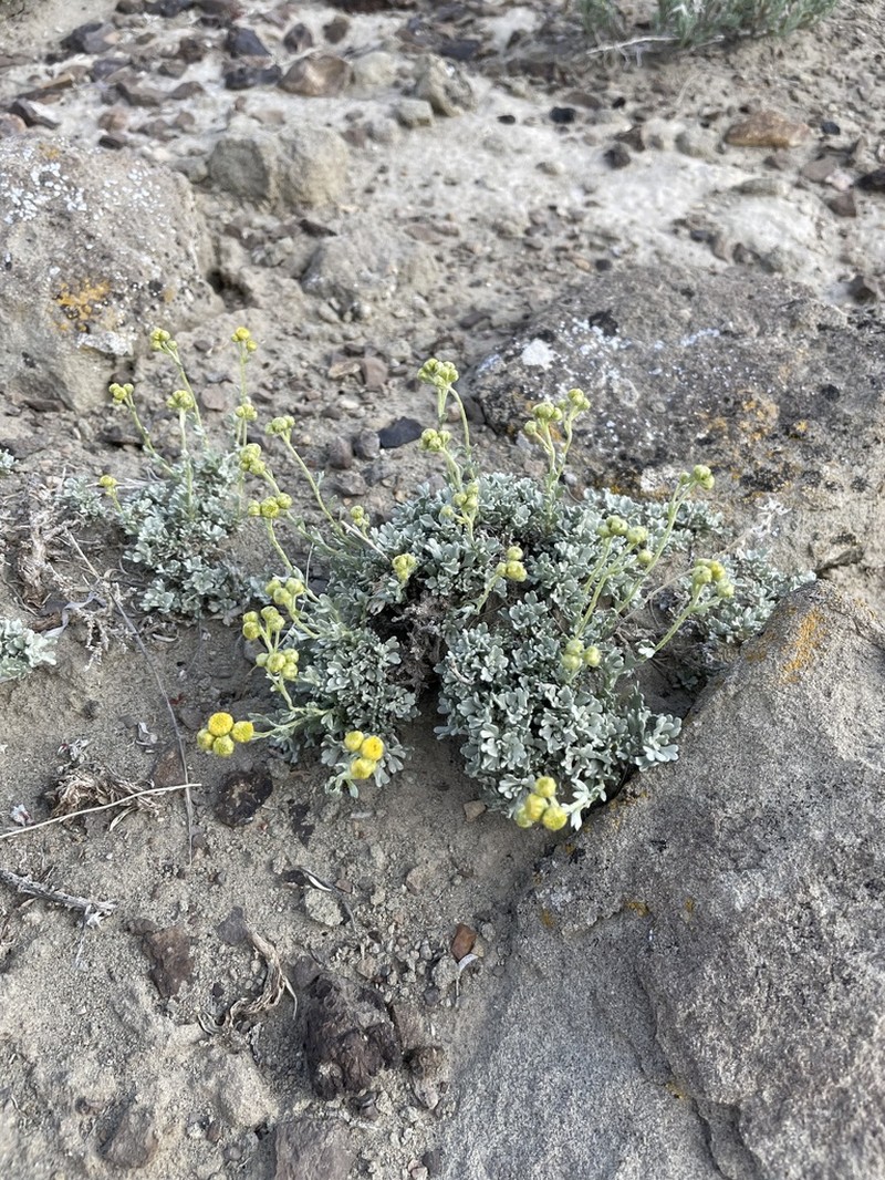 Silver Chickensage photo 3