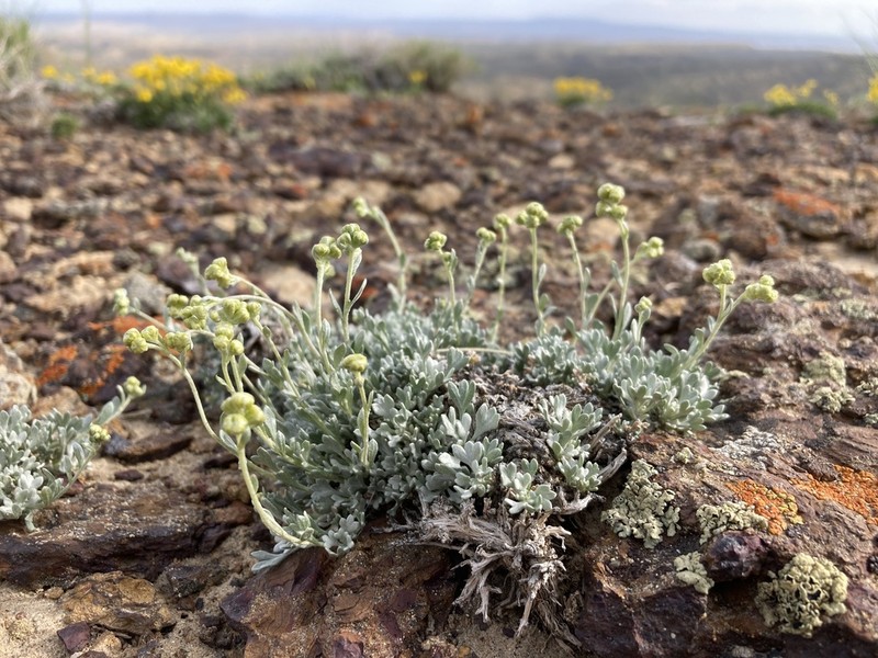 Silver Chickensage photo 5