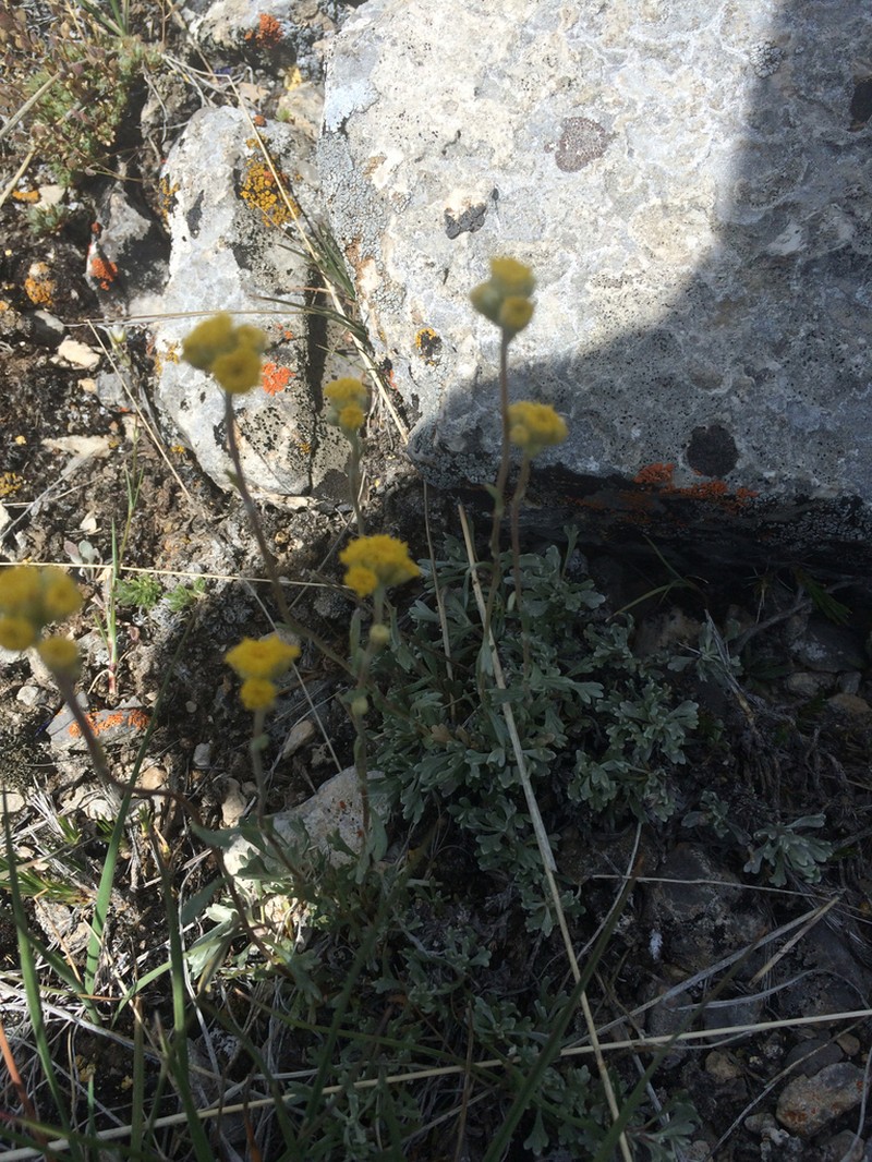 Silver Chickensage photo 6