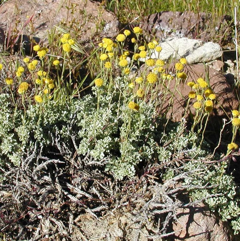 Silver Chickensage photo 8