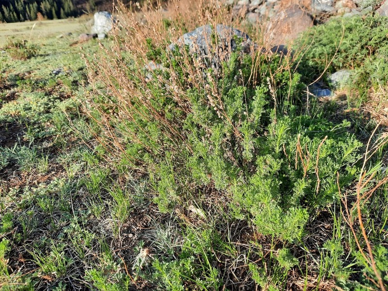 Artemisia obtusiloba photo 2