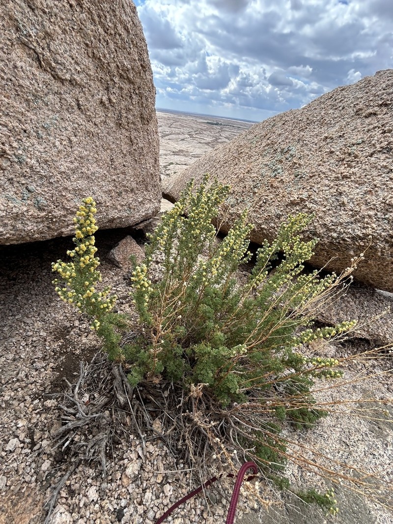 Artemisia obtusiloba photo 3
