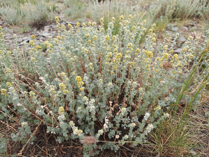 Artemisia obtusiloba photo 4