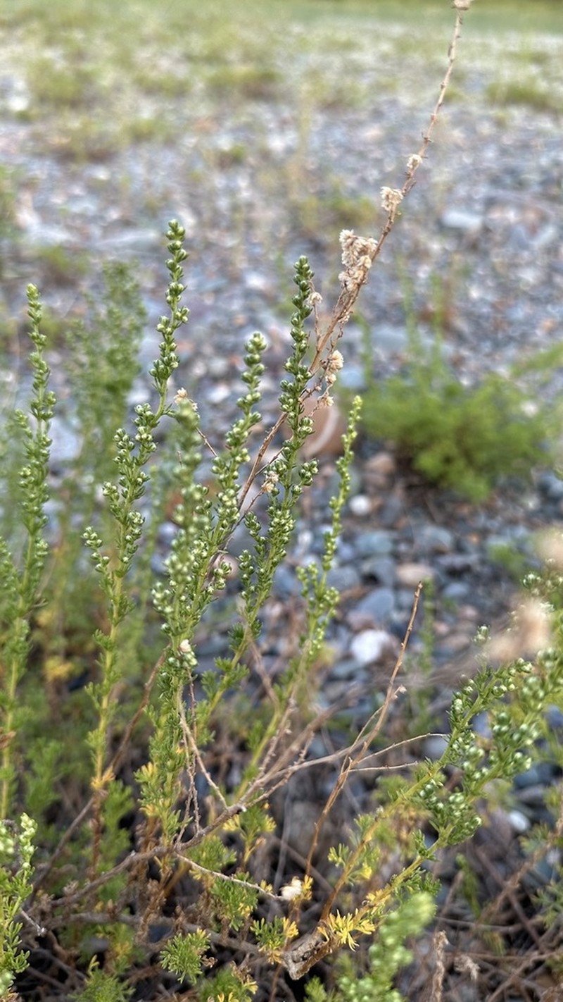 Artemisia obtusiloba photo 6