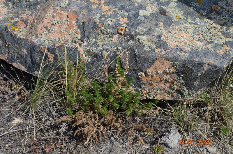 Artemisia obtusiloba photo 7