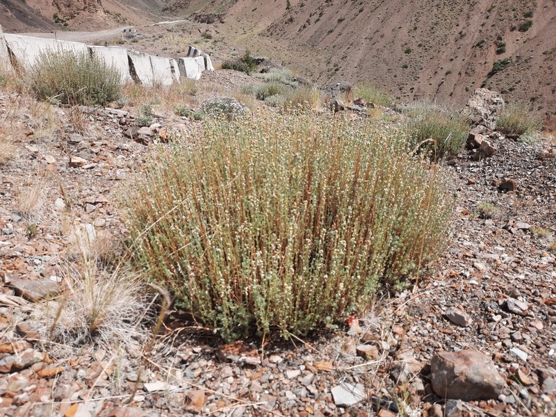 Artemisia obtusiloba photo 8