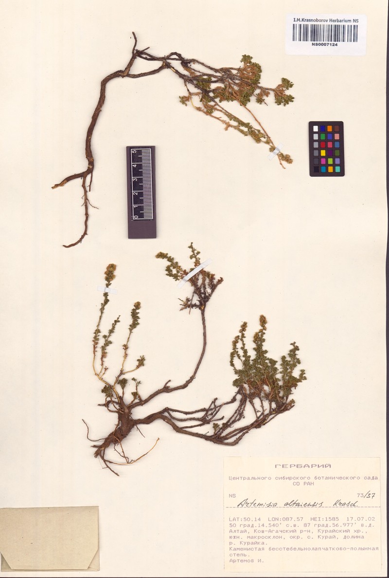 Artemisia obtusiloba subsp. altaiensis