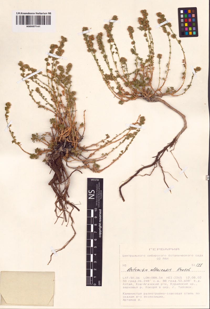 Artemisia obtusiloba subsp. altaiensis photo 2