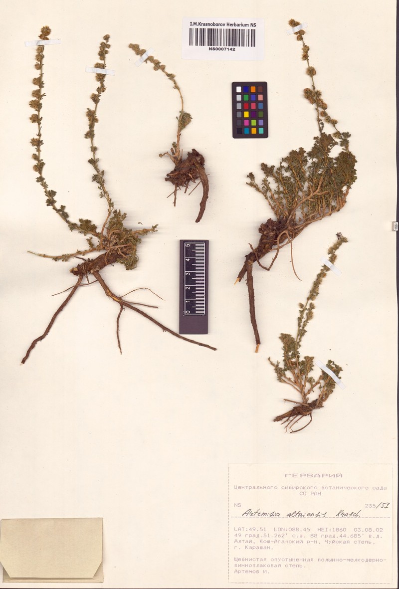 Artemisia obtusiloba subsp. altaiensis photo 3