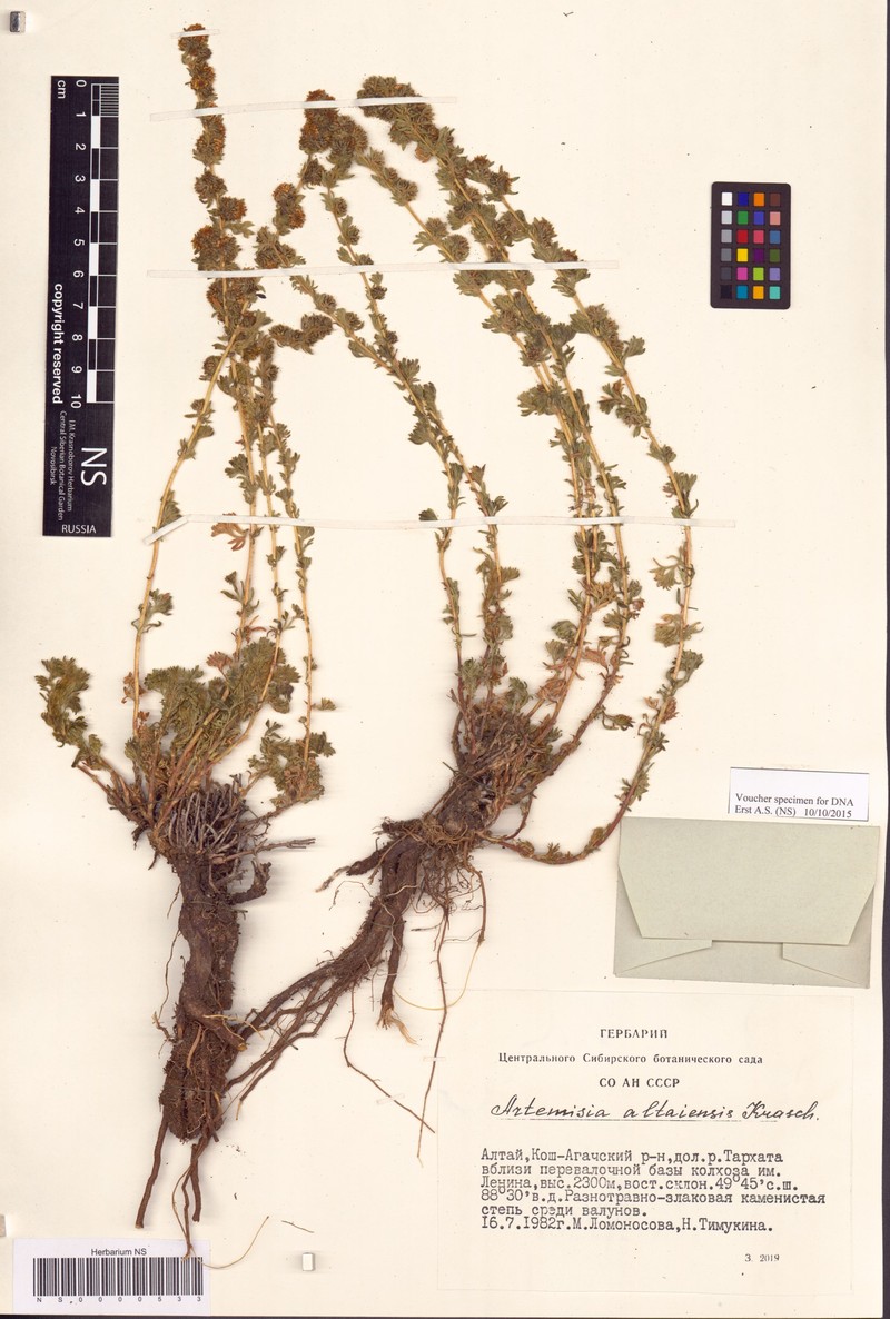 Artemisia obtusiloba subsp. altaiensis photo 4
