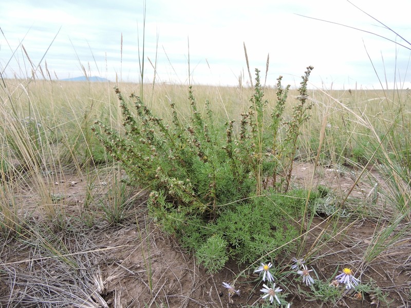Artemisia obtusiloba subsp. martjanovii