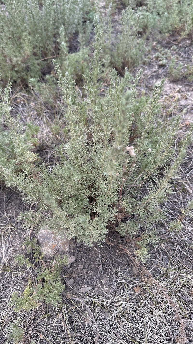 Artemisia obtusiloba subsp. subviscosa