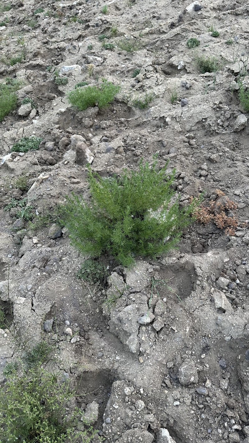 Artemisia obtusiloba subsp. subviscosa photo 2